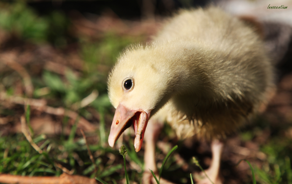 Insatiable Gosling