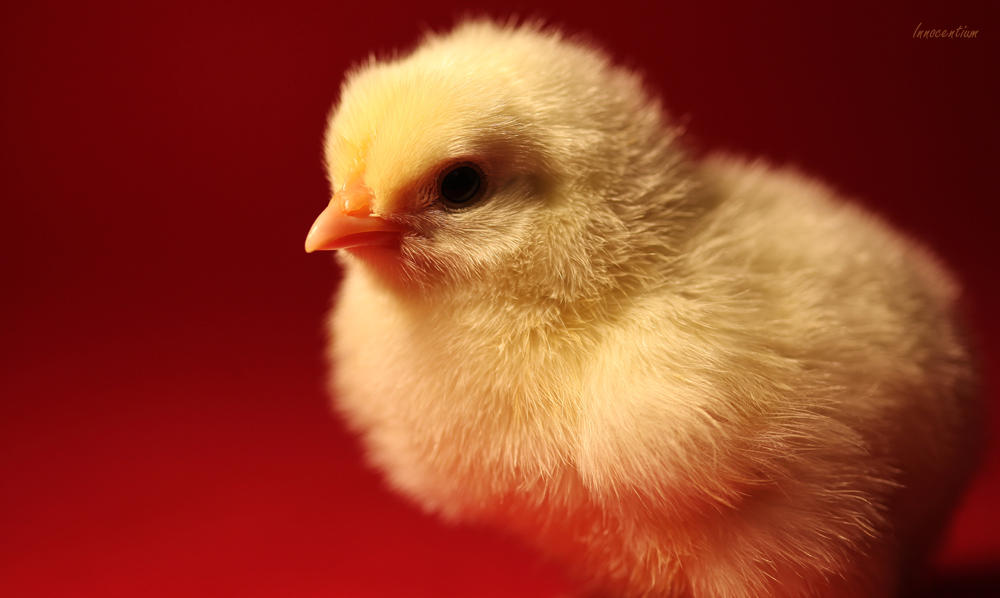 Portrait of a Chickie by Innocentium on DeviantArt