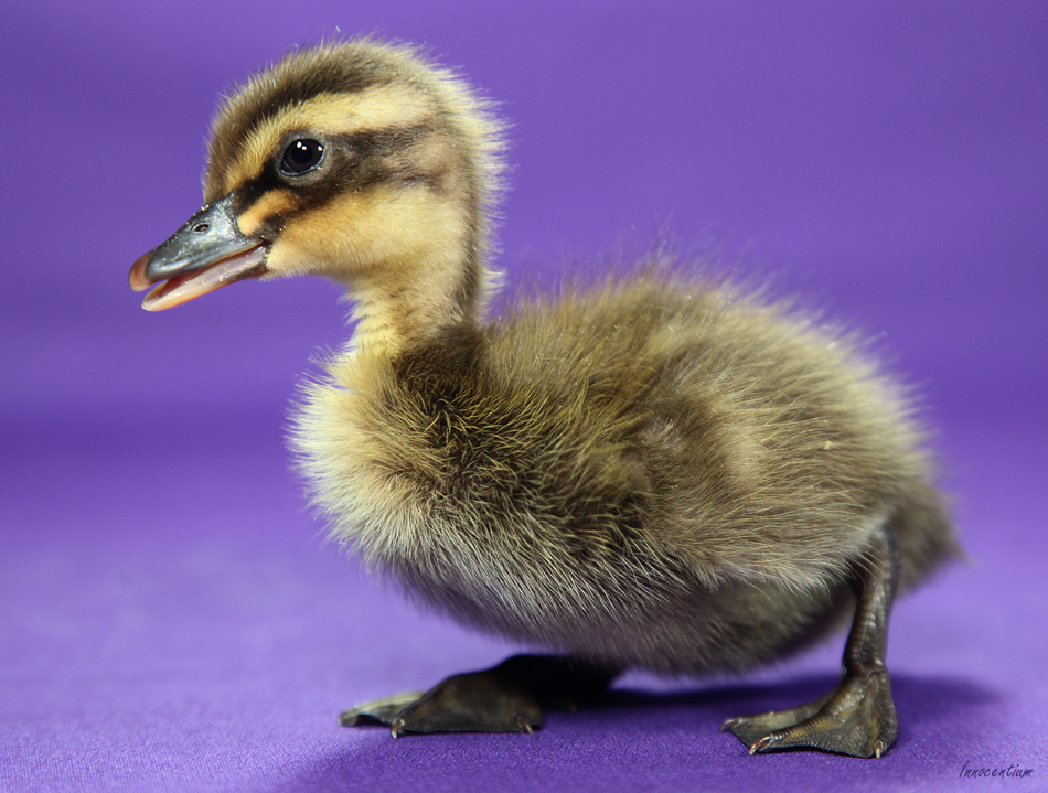 Jaunty Duckling