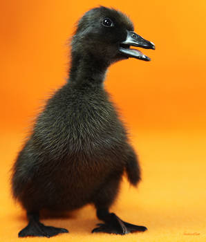 The Black Duckling