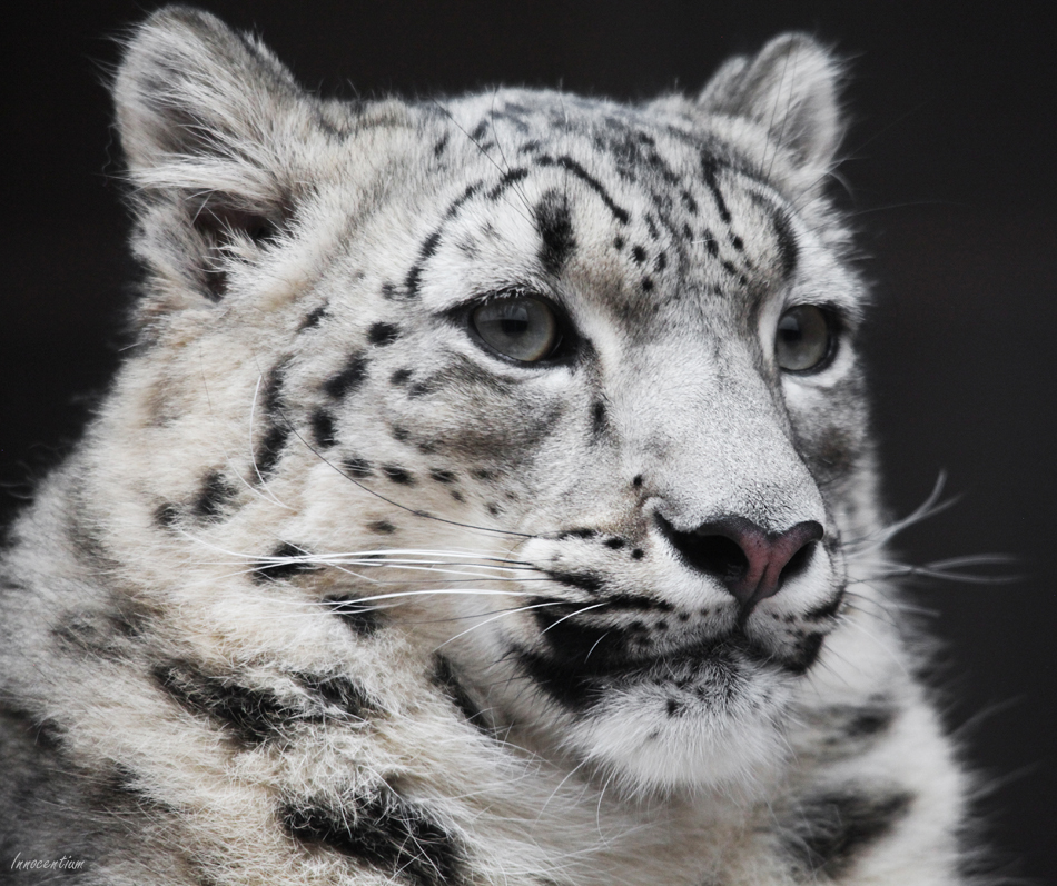 Majestic Snow Leopard