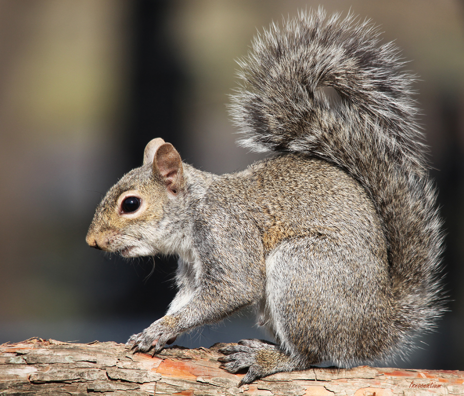 Squirrel Portrait