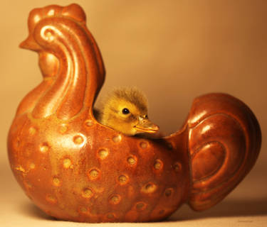 The Chicken Duckling