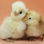 Cuddling Chickies