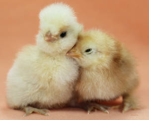 Cuddling Chickies by Innocentium Cuddling Chickies by Innocentium