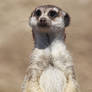 Meerkat Portrait