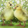 Spring Goslings