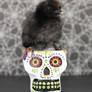 Sugar Skull Chickie