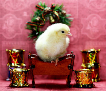 Chickie's Holiday Drums