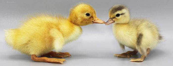 Duckling Kiss