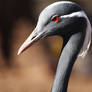 Demoiselle Crane