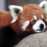 Red Panda Portrait