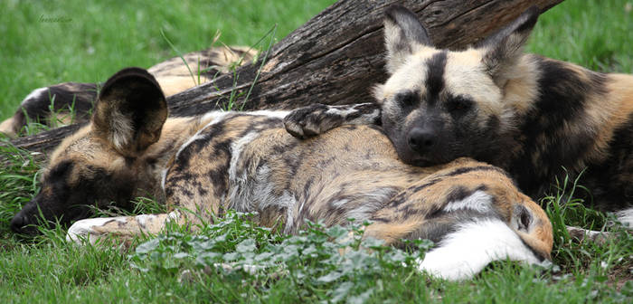 Sleepy African Wild Dogs