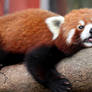 Red Panda