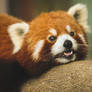 Little Red Panda Teeth