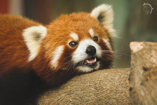 Little Red Panda Teeth