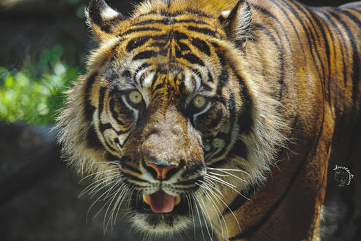 Wild Tiger Eyes