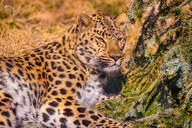 Amur Leopard by Innocentium