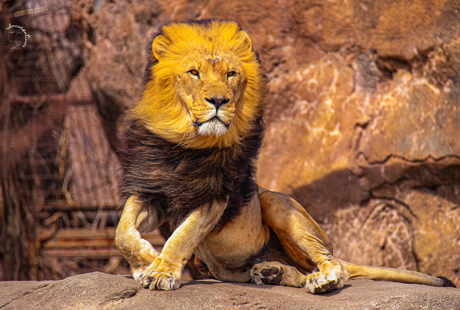 Lion in the Wind by Innocentium on DeviantArt