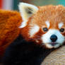 Red Panda Portrait