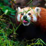 Red Panda's Snack