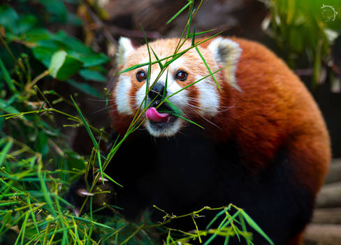 Red Panda's Snack