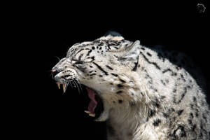 Yawning Snow Leopard