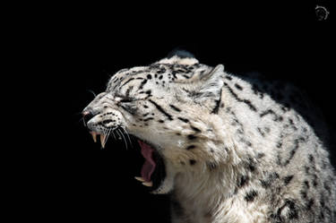 Yawning Snow Leopard