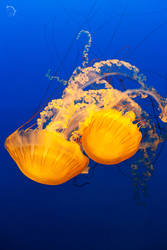 Jellyfish Duo