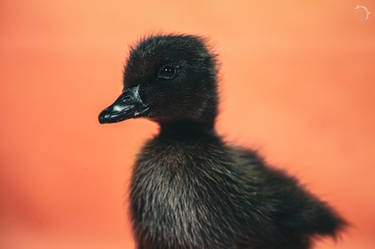 Midnight Duckling