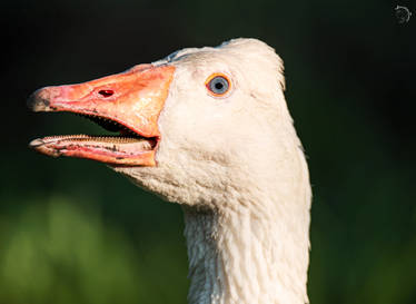 Ury the Goose