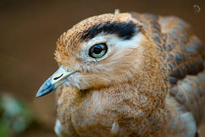 Peruvian Thick-Knee