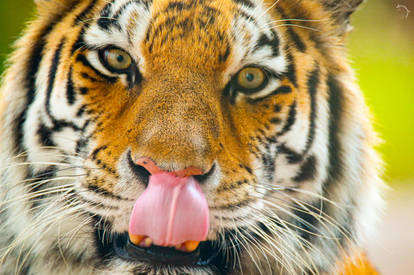 Tiger Tongue