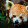 Smiling Red Panda