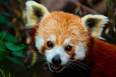 Smiling Red Panda