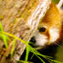Hiding