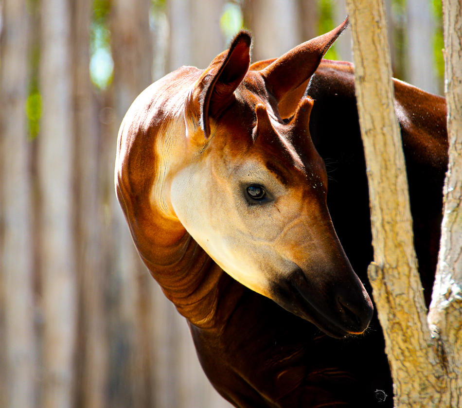 Okapi by Innocentium on DeviantArt