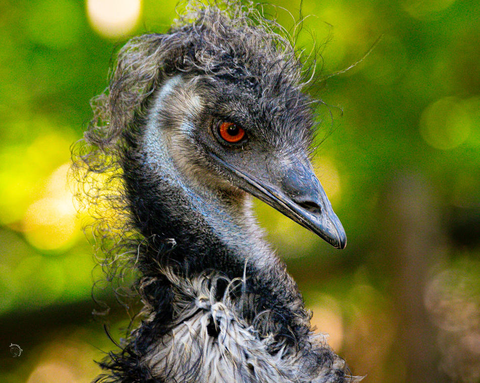 Emu W Emu Hair by Innocentium on DeviantArt