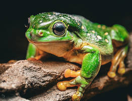 A Magnificent Tree Frog