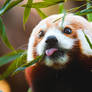 Blep!