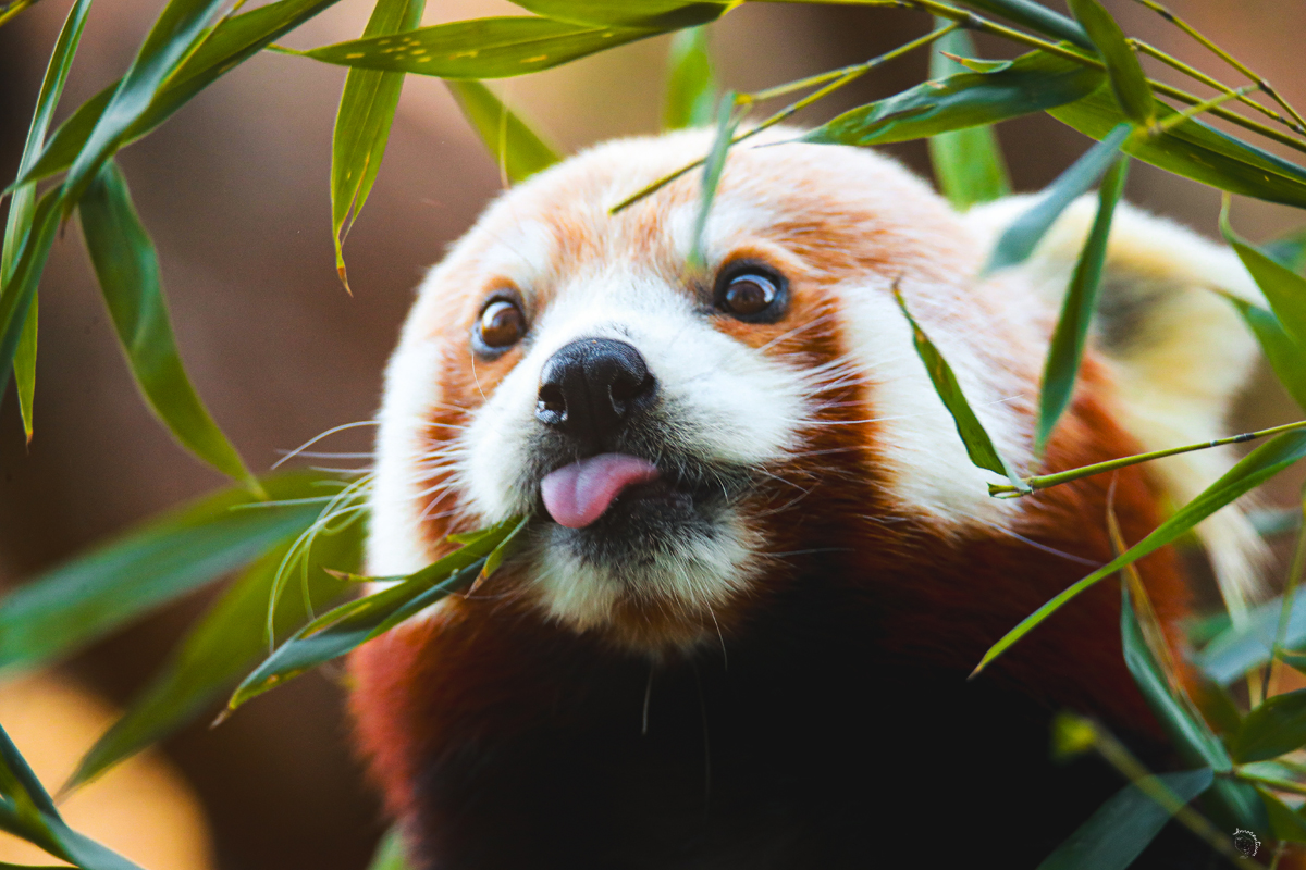 Blep!