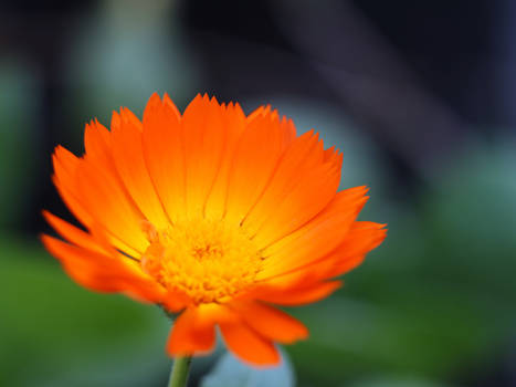 Calendula