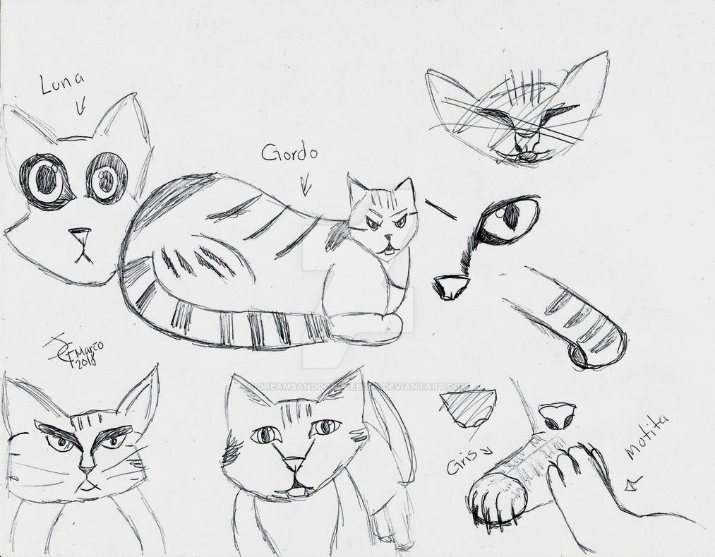 Cat Study Reference Cat Reference study with my cats by DreamsandDoodleBugs on DeviantArt