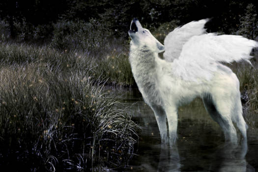 winged wolf.