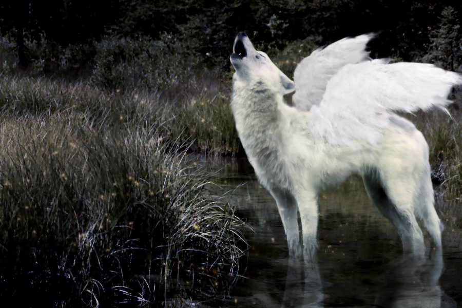 Вой ветра слушать. Симуран волчица. Симуран крылатый волк. Волк с крыльями. Белая волчица с крыльями.