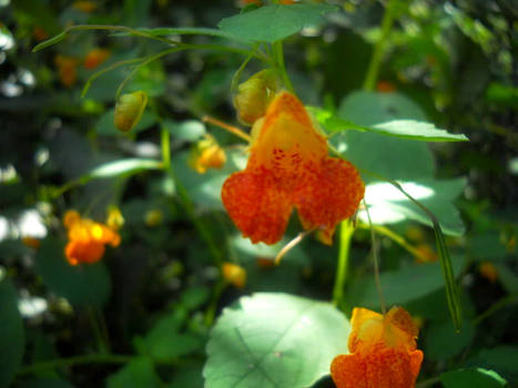 orange flower