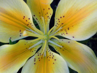 yellow lily