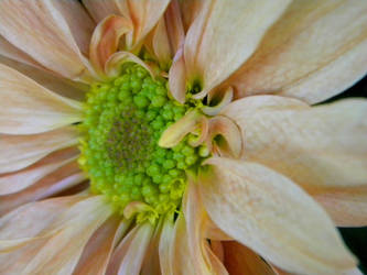 green and tan flower