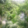 rainforest