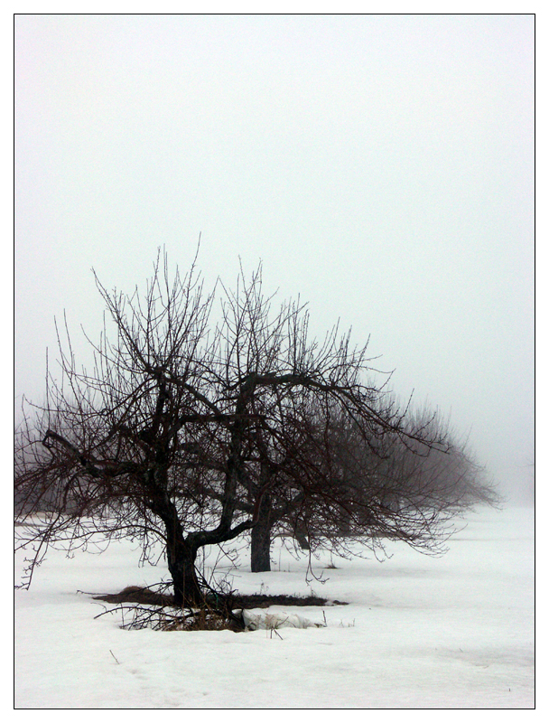 Onward Through the Fog